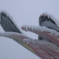 Schneeschuhwandern (20090104 0033)